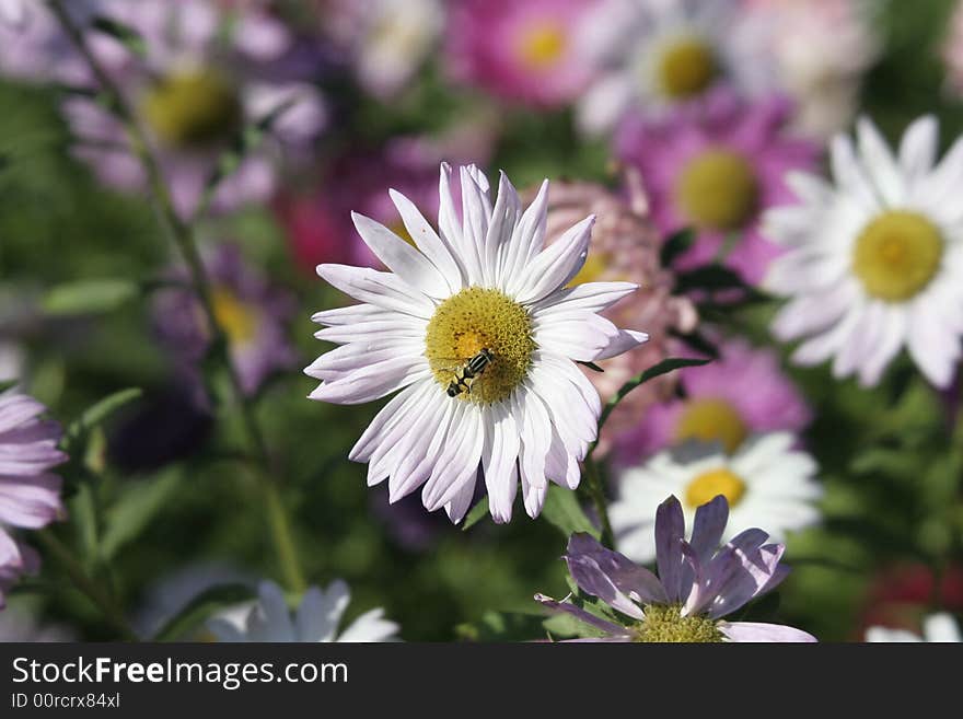 Flowers And Bee