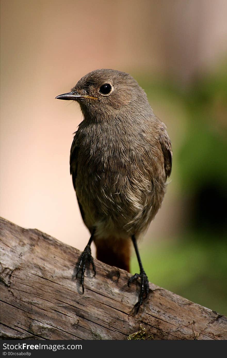 Redstart