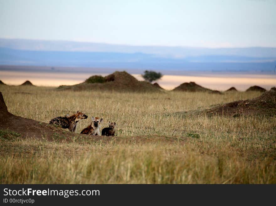 Spotted Hyena family at sunset in the Masai Mara Reserve (Kenya)