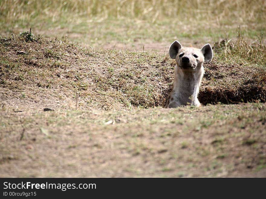 Spotted Hyena pops its head out of its den in the Masai Mara Reserve (Kenya)