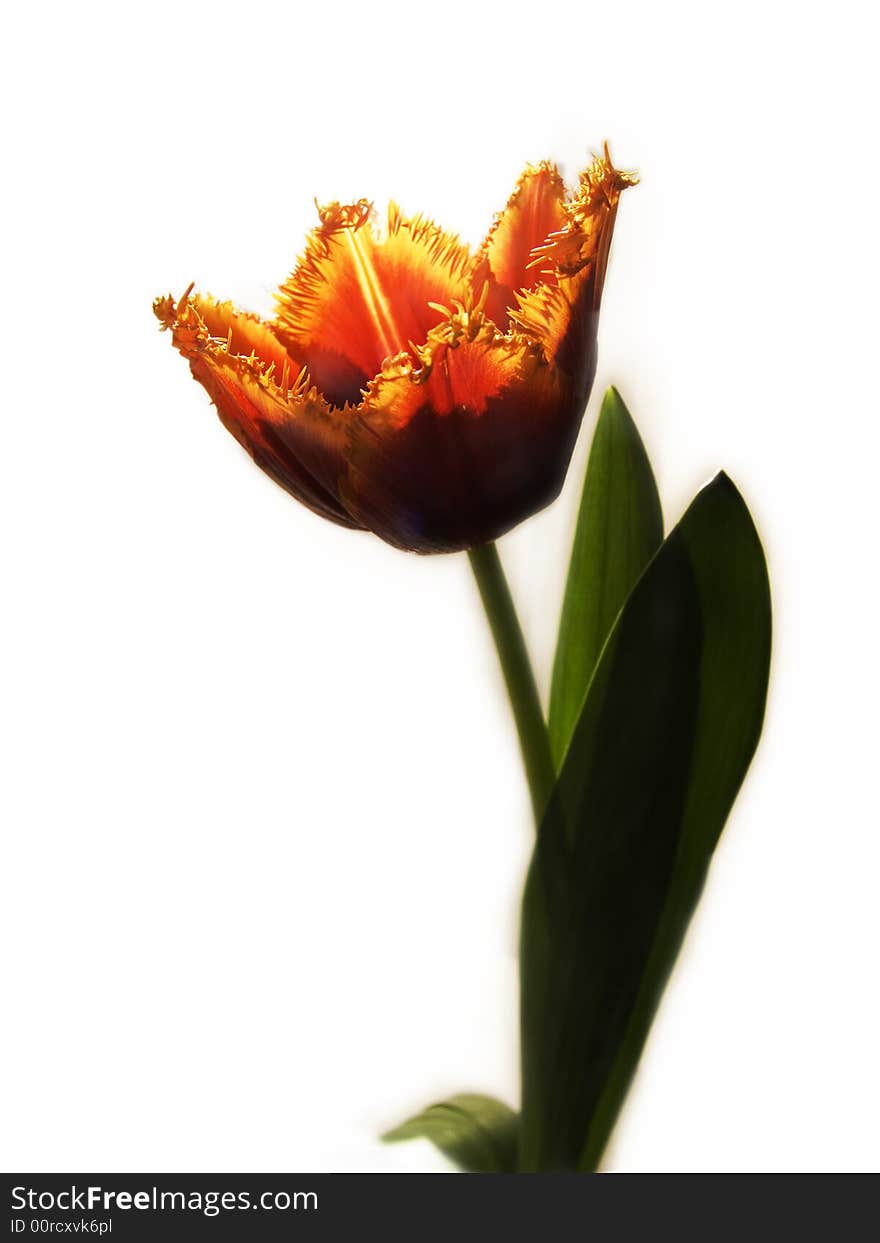 Red - yellow tulip on a white background.