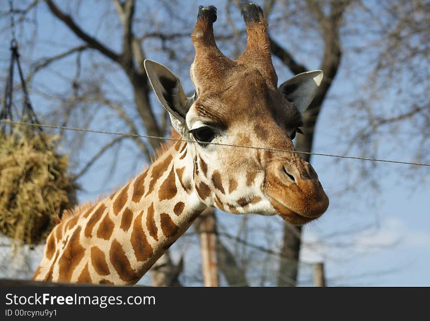 Head of a giraffe in Budapest Zoo