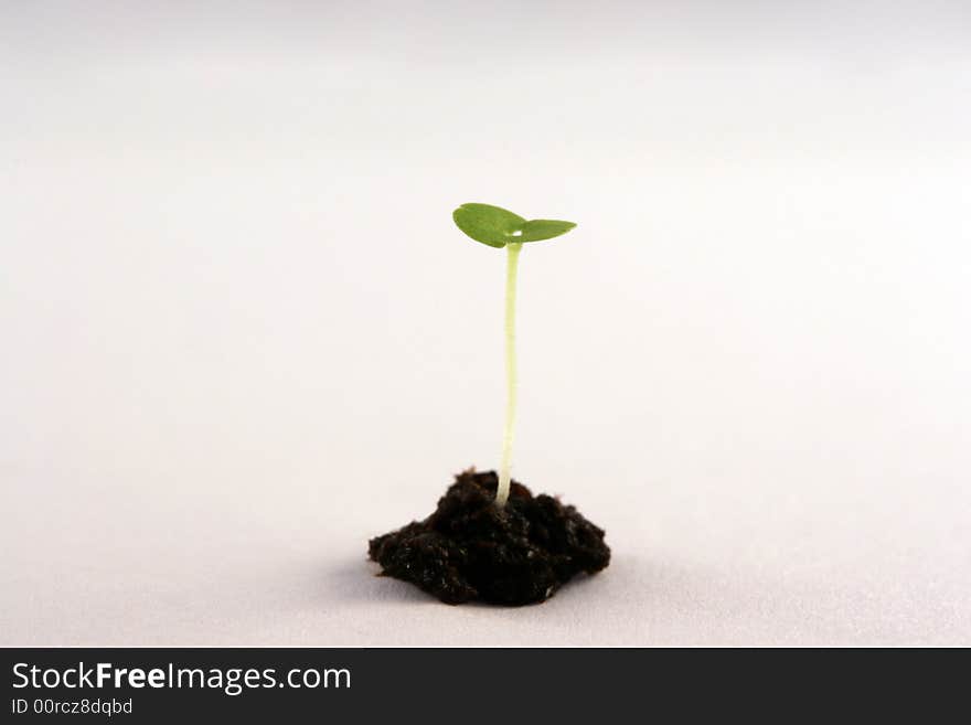 Green sprout growing from soil. Isolated on white. Green sprout growing from soil. Isolated on white.