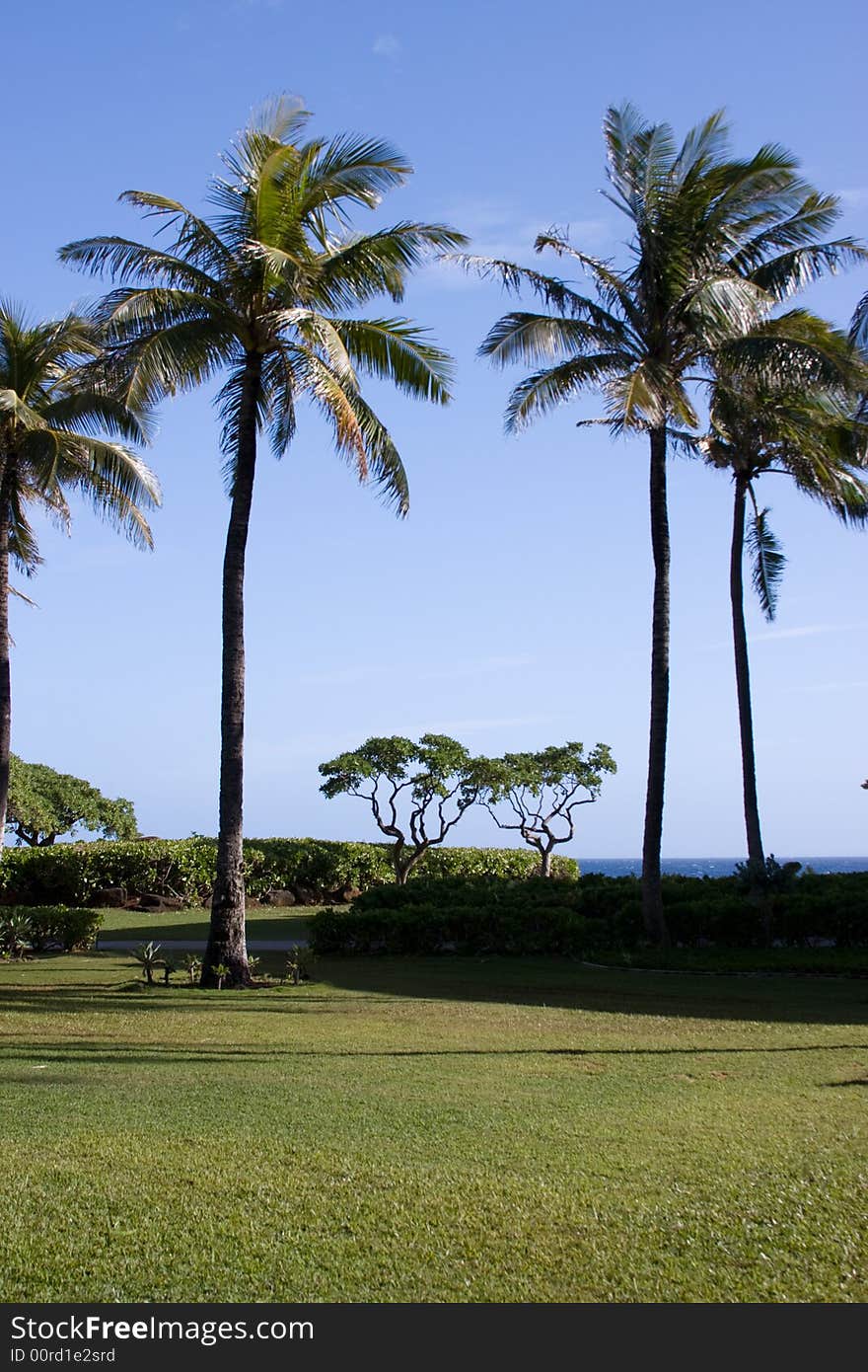 Palm Trees in Hawaii