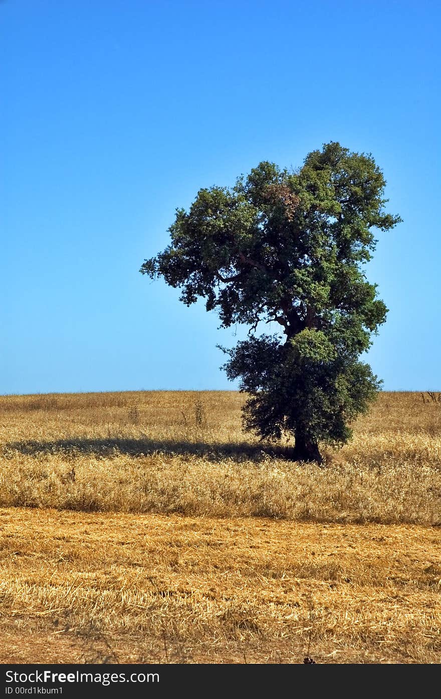 Lonely tree in dry field