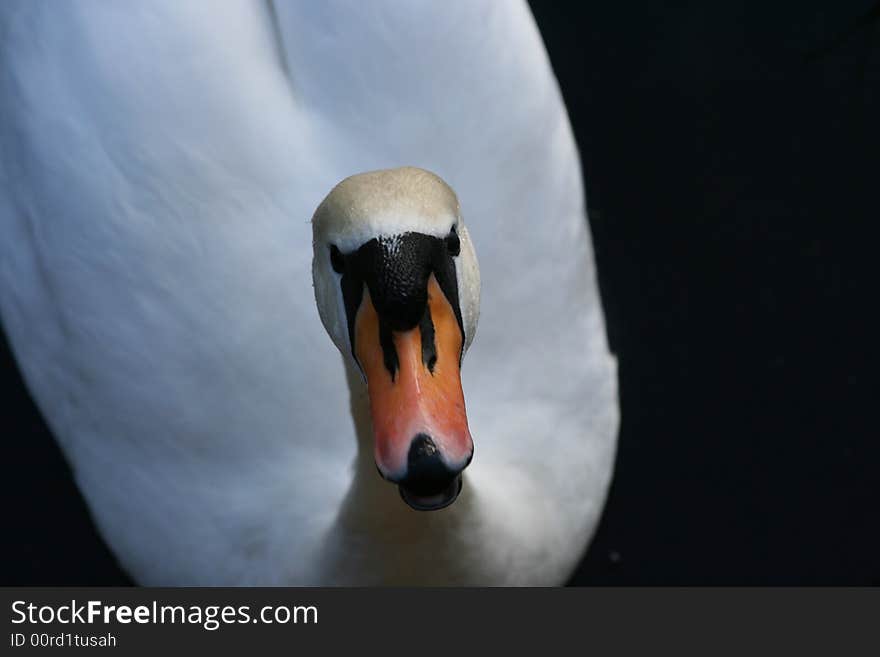 White swan talking with me. White swan talking with me