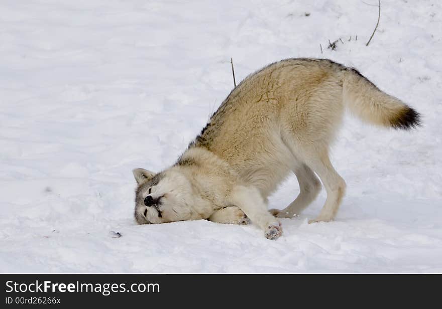 Wolf in winter near Montreal. Wolf in winter near Montreal.