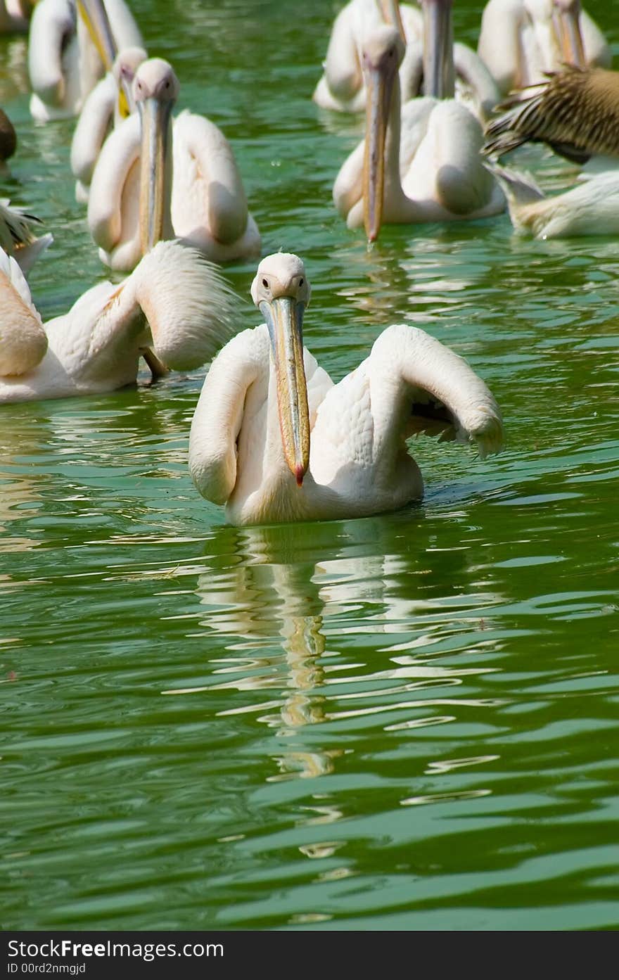 Pelicans in water