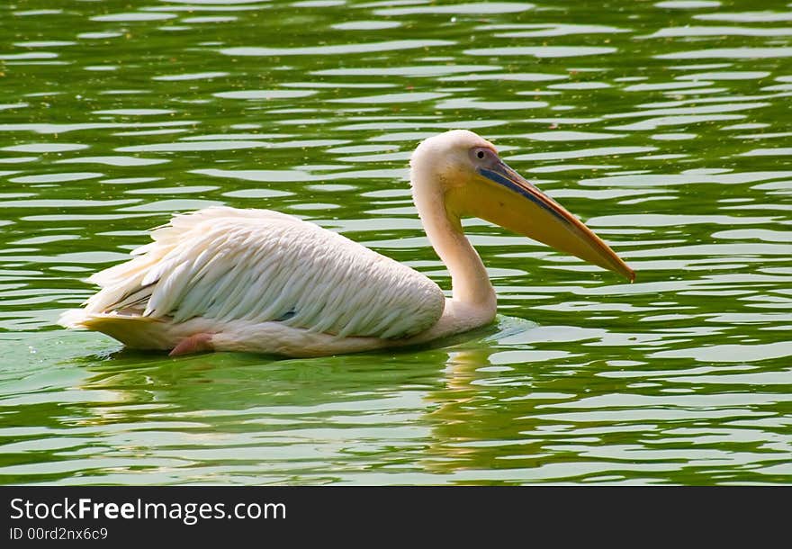 Pelican in delhi zoo. delhi zoo was established in 1959, over 214 acres land. Endeavors have been made to provide an almost natural habitat to the browsing animals and grant them a safe breeding ground so that they may rear and amplify in number thereby maintaining an ideal ecological poise. Pelican in delhi zoo. delhi zoo was established in 1959, over 214 acres land. Endeavors have been made to provide an almost natural habitat to the browsing animals and grant them a safe breeding ground so that they may rear and amplify in number thereby maintaining an ideal ecological poise.