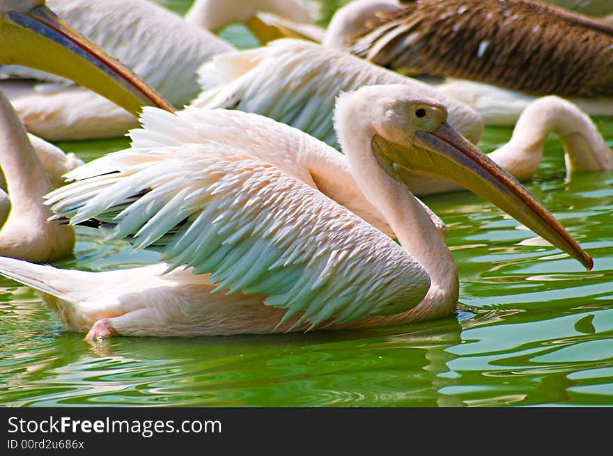 Pelicans in water