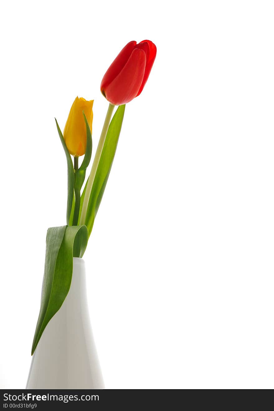 Nice Tulips, Background White