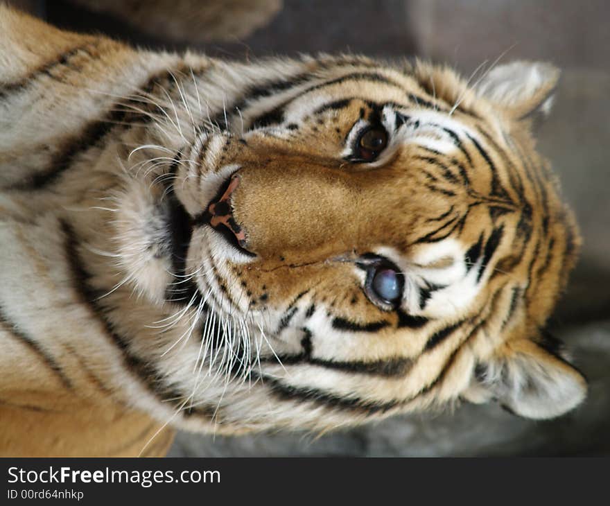 Photograph of an old aged tiger that has gone blind in one eye.