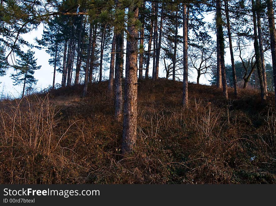 Pine tree woods close up late afternoon sunlight