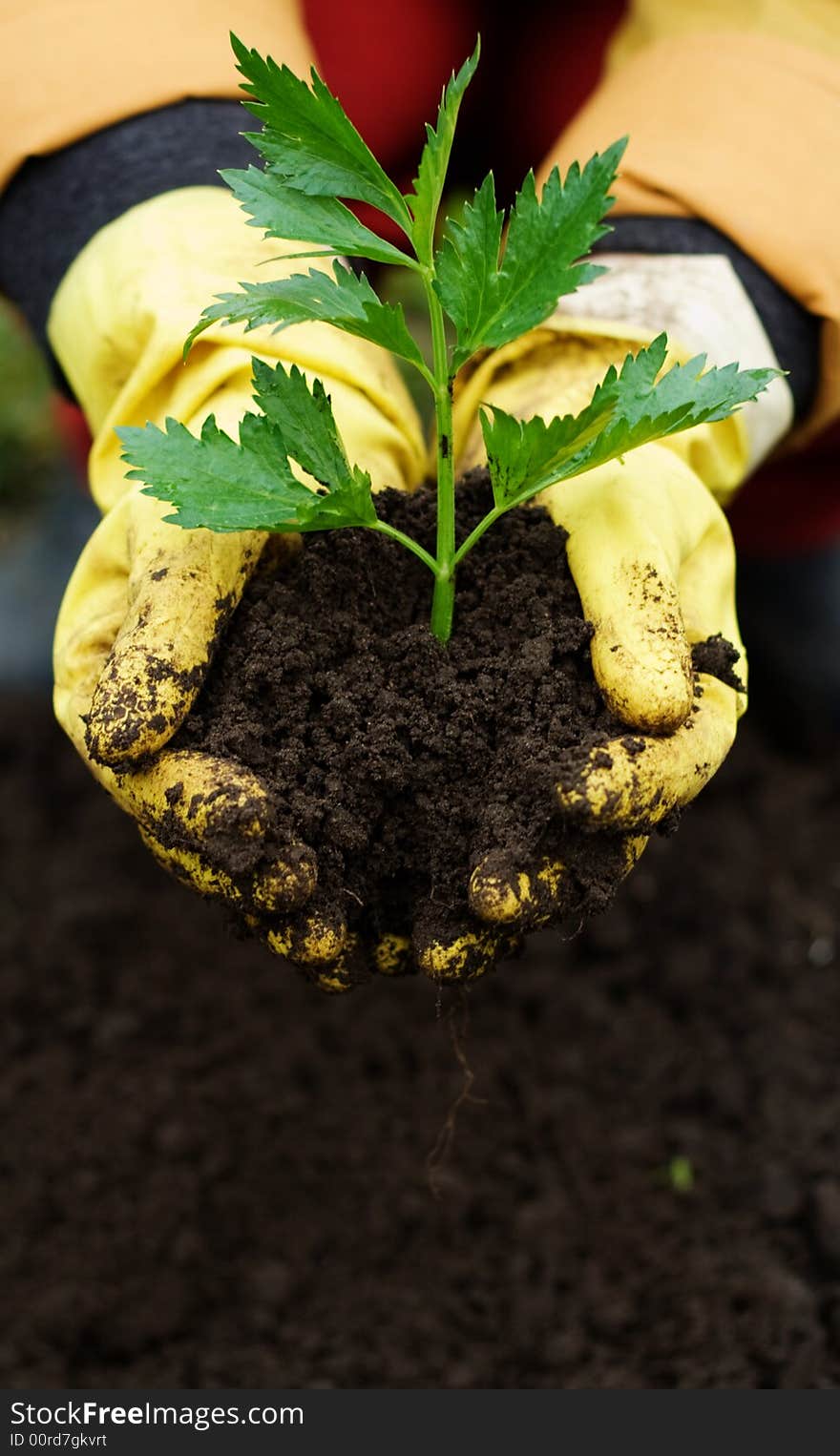 Hand in gloves holding plant. Hand in gloves holding plant.