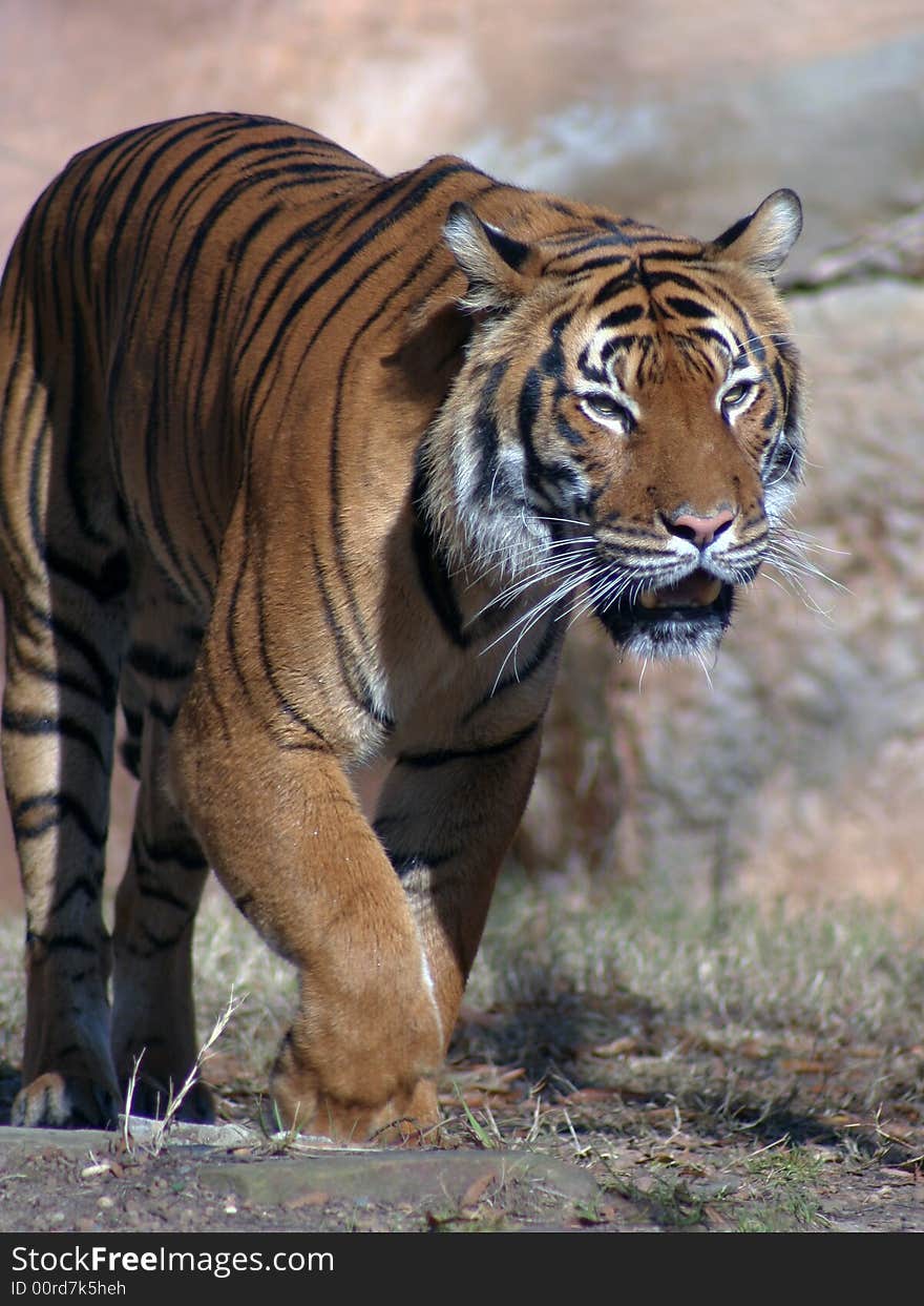 Close up image of Bengel Tiger