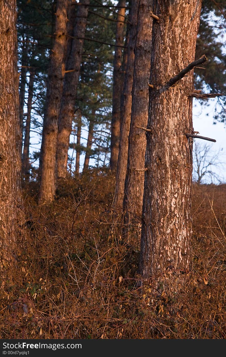 Pine tree woods close up late afternoon sunlight