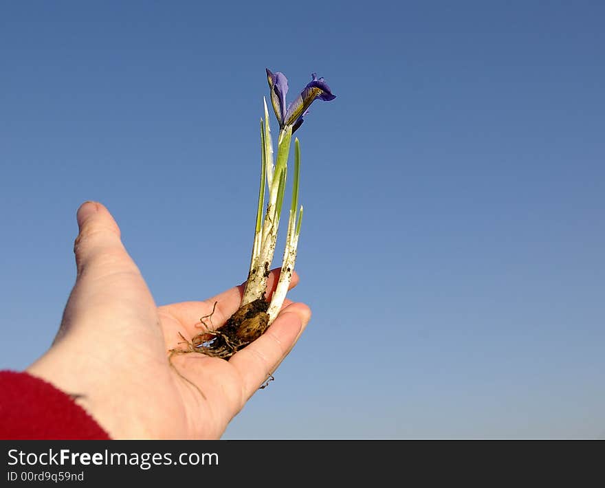 Young plant being held in a hand.