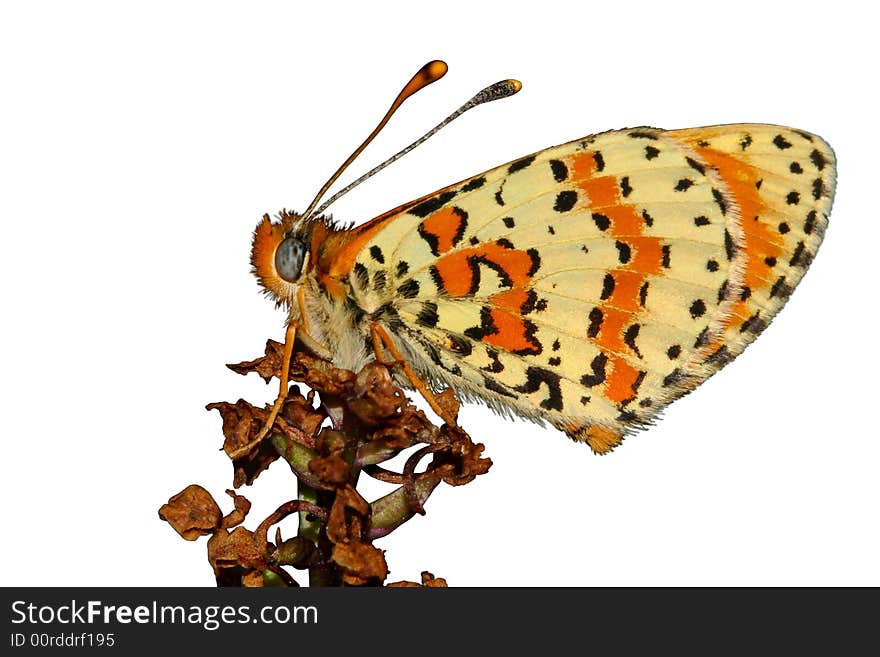 Spotted Fritillary (Melitaea didyma) resting, isolated. Spotted Fritillary (Melitaea didyma) resting, isolated