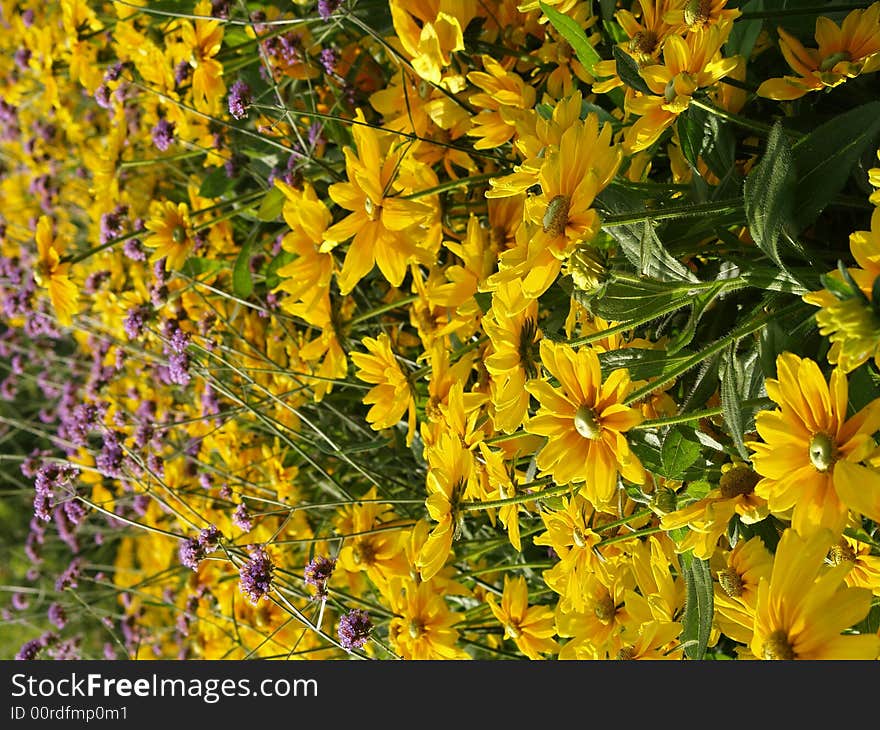 A bed of daisies. A feeling that spring is around the corner with the bright vibrant colors. A bed of daisies. A feeling that spring is around the corner with the bright vibrant colors.