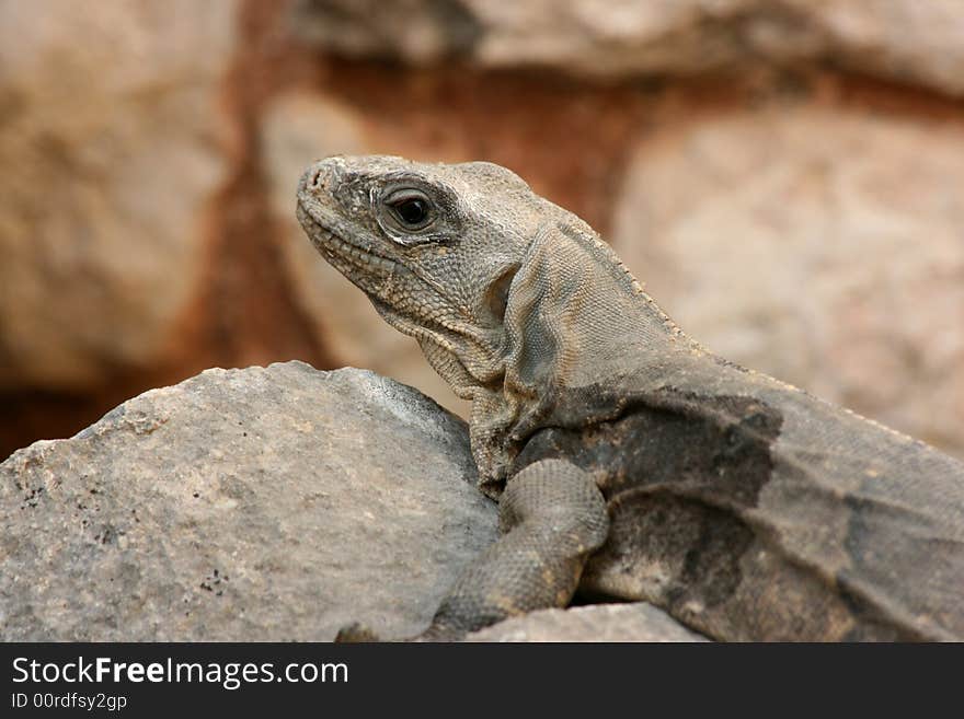 Large Lizard (Ctenosaura similis)