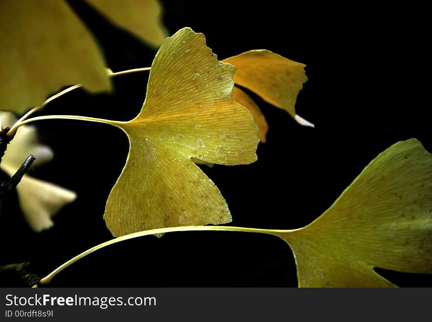 Bright yellow ginkgo leaves on dark background