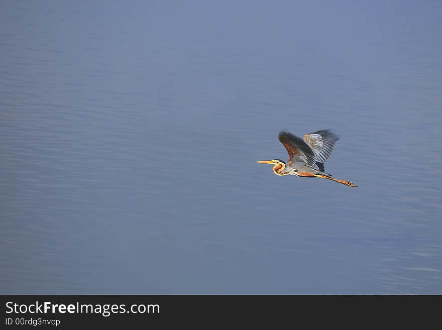 A blue heron flying on the blue river