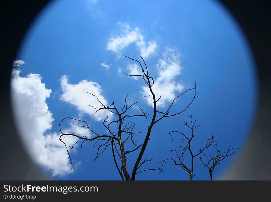 A dead tree with blue sky and clouds in background.  Save our planet. A dead tree with blue sky and clouds in background.  Save our planet.