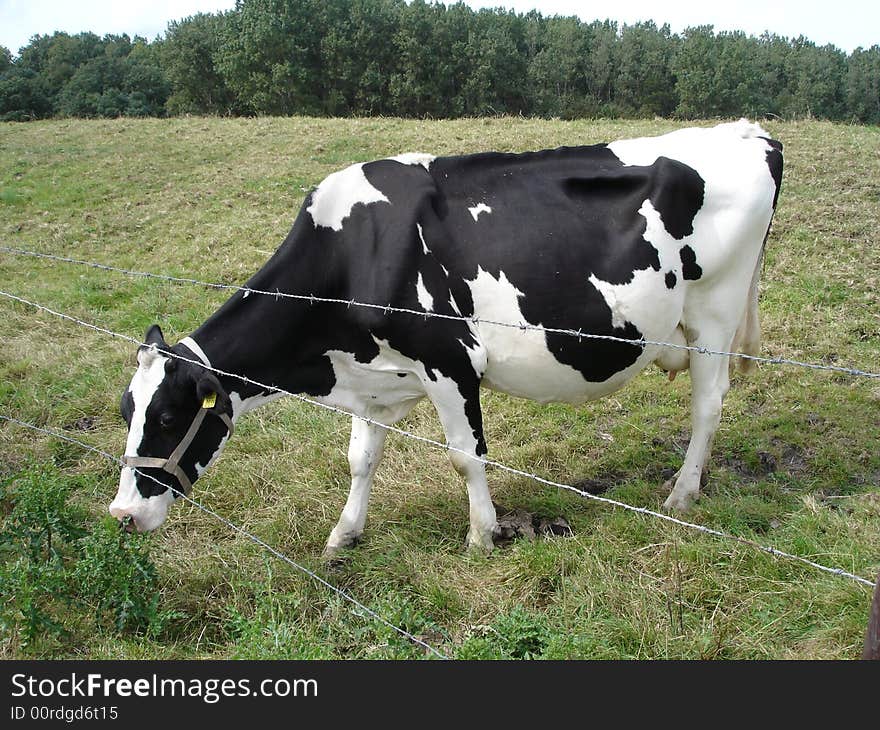 Cow