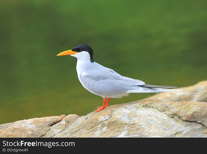 River Tern (Sterna aurantia) is a bird in the tern family . It is a resident breeder along inland rivers from Iran east through Pakistan into India and Myanmar to Thailand, where it is uncommon. Unlike most Sterna terns, it is almost exclusively found on freshwater, rarely venturing even to tidal creeks.