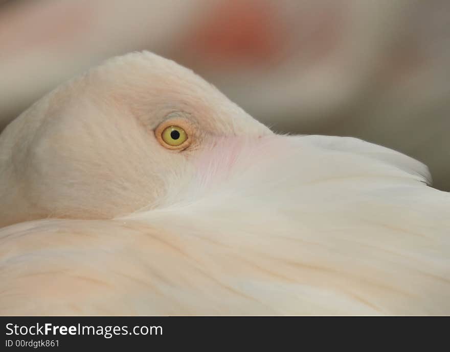 This is regular behavior of the flamingo bird. I tried to cature the same with eye are visible only