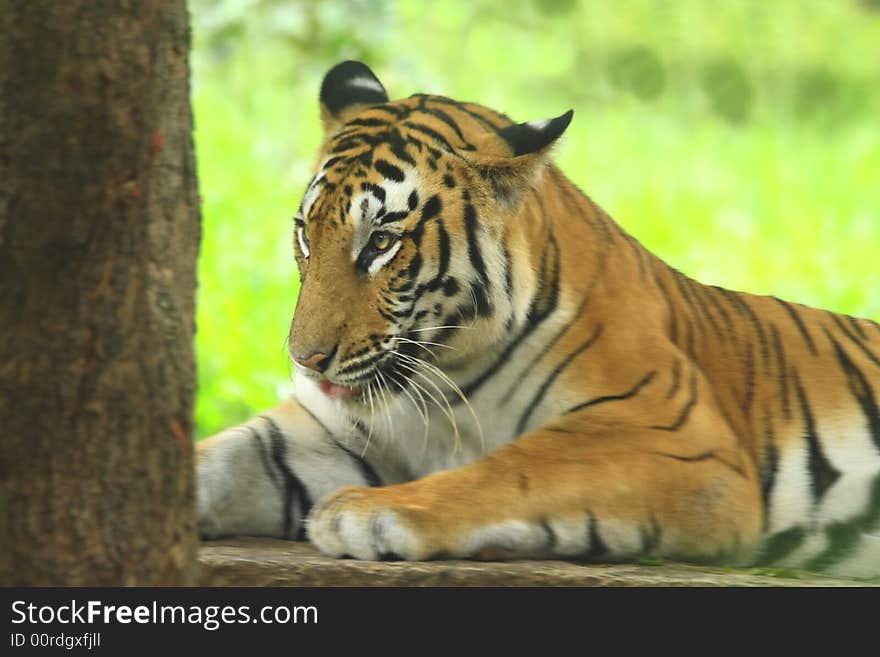 Tiger is licking the lips in the meadow