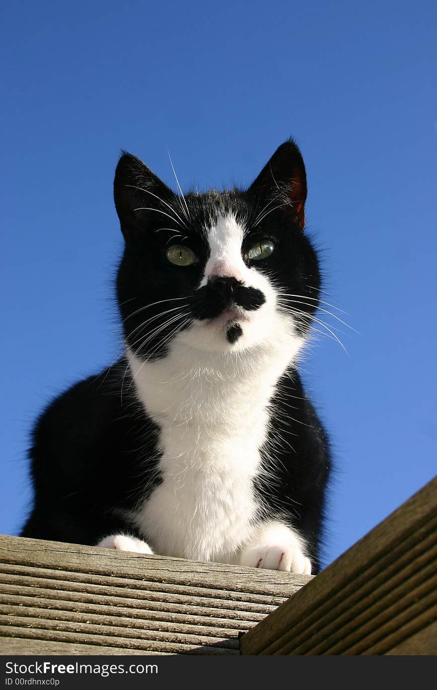 A black and white cat on a blue sky