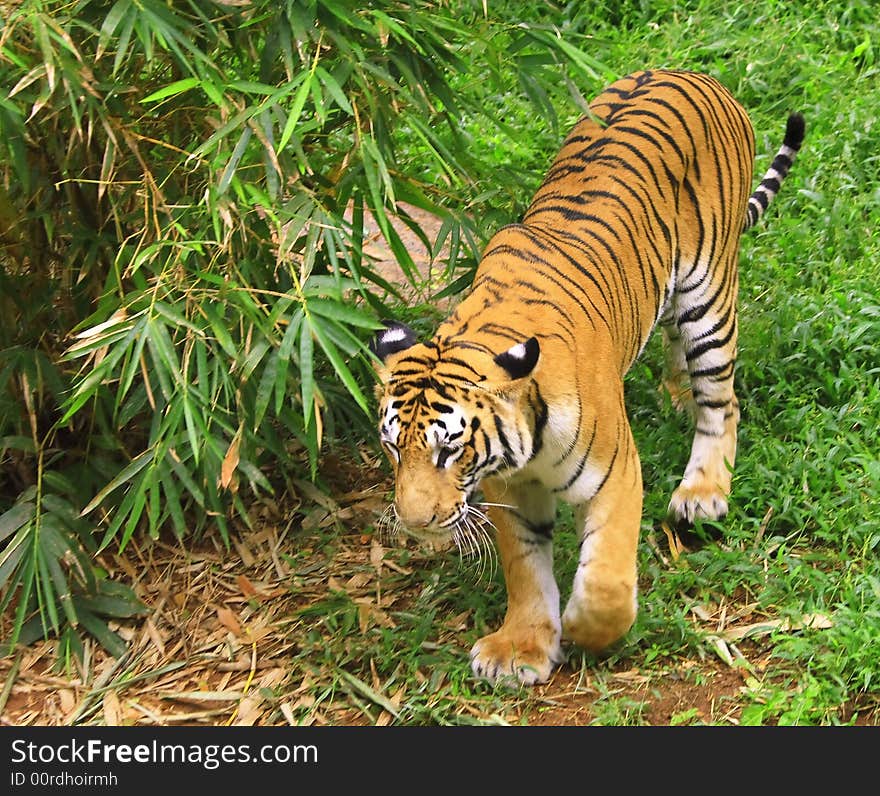 Tiger is in the meadow and tried to cature the danger animal from an unusal angle