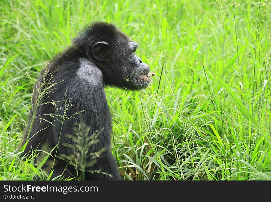 This Chimpanzee was looking and pondering. Like many of the great apes, Chimpanzee shows a propensity to human characteristics. To be in their presence is a true privilege and an experience one is unlikely to forget.