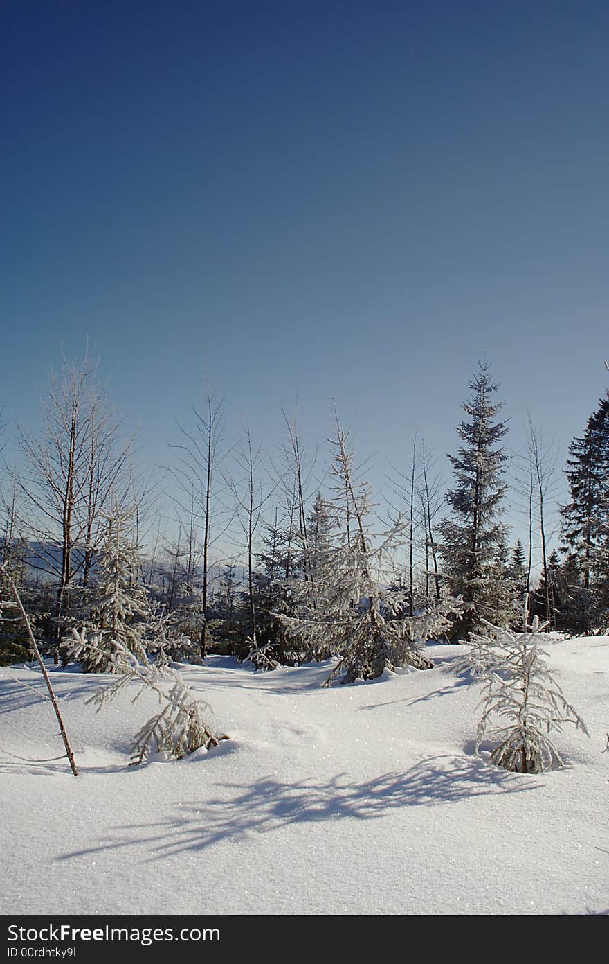 A tiny tree throws its shadow on the snow covered ground