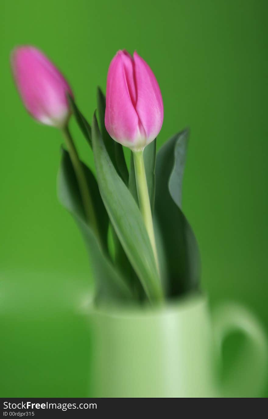 Pink tulips with soft focus and desaturated colors
