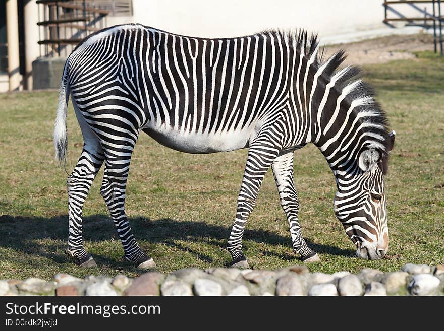 A beautiful zebra eating grass