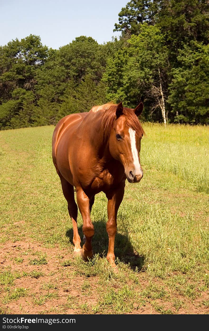 Pasture Walk