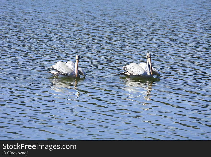 Pelicans swiming in the river, wings spread