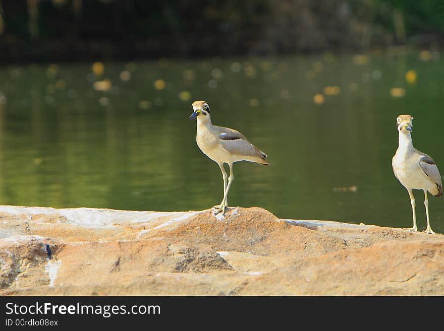 Two heron are standing on the stone. Two heron are standing on the stone