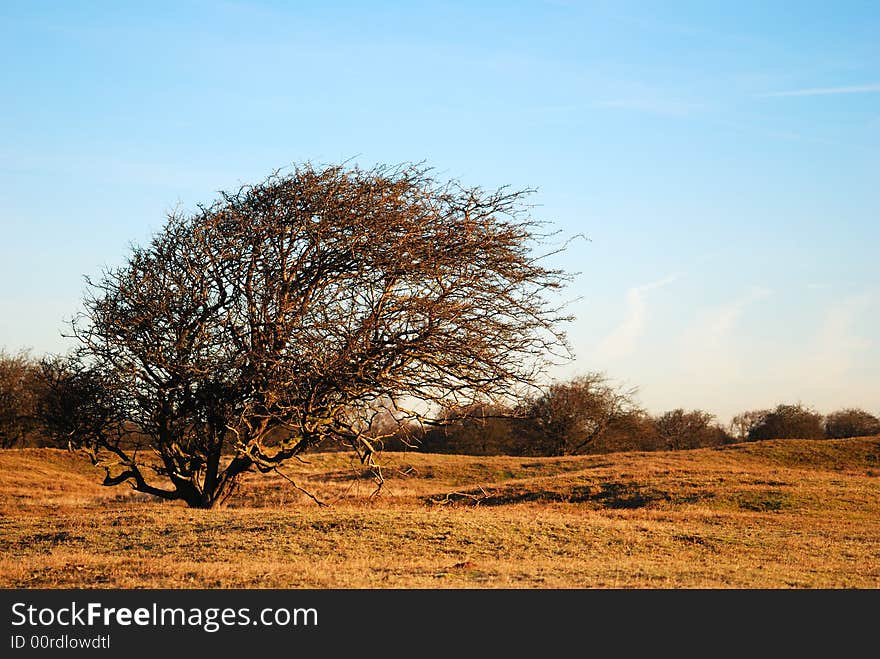 Tree in dunes spring time