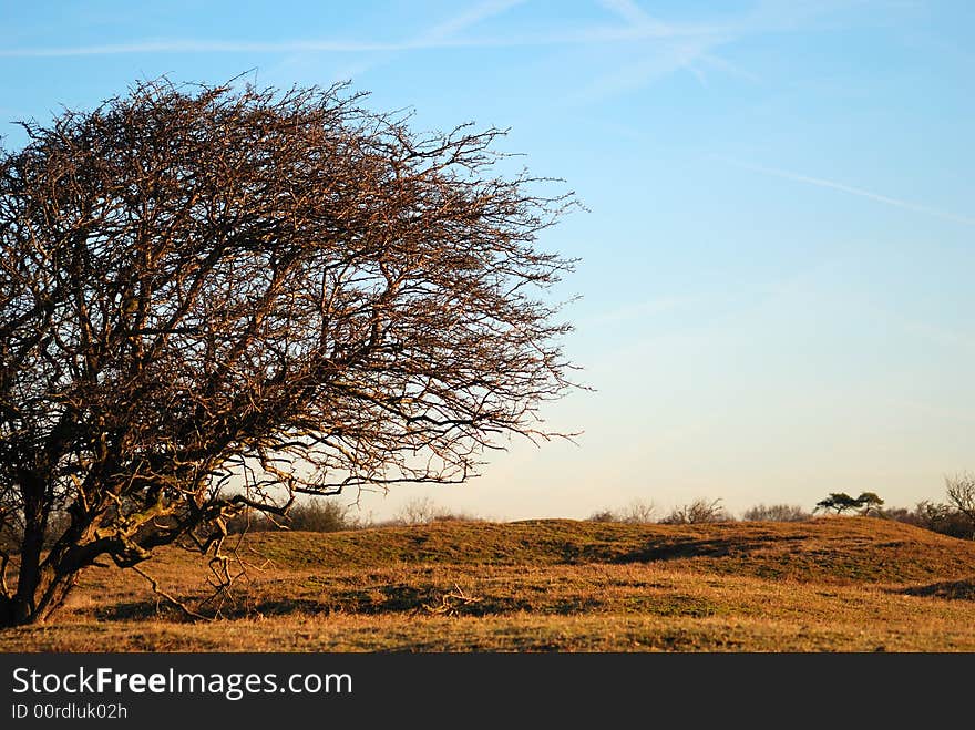 Tree In Dunes Spring Time