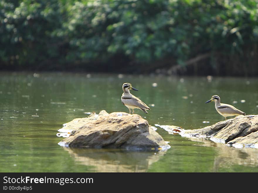 Two heron are standing on the stone. Two heron are standing on the stone