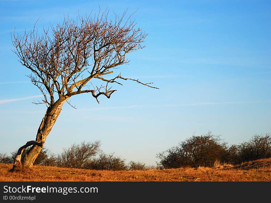 Tree in dunes spring time