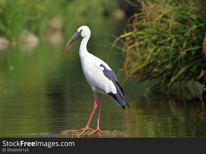 Open bill Stork is strolling around for food