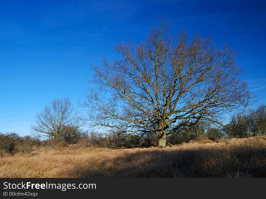 Bald tree in morning light of spring sun. Bald tree in morning light of spring sun.