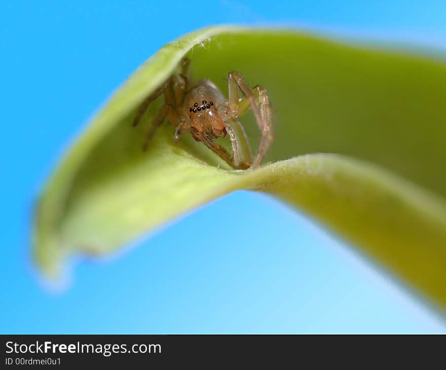 Spider with open jaws