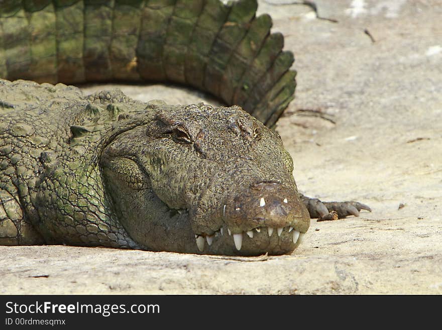 This crocodile was just is enjoying the early morning sun. The Slow and Silent movement is dangerously amazing