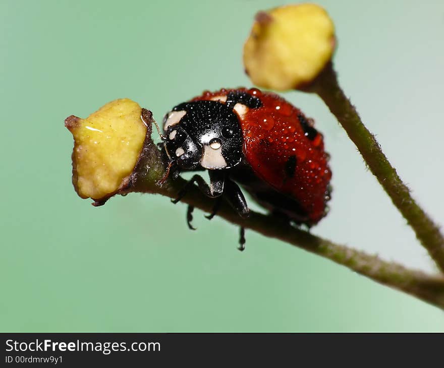 This poor lady bug was covered with raindrops. He really needs an umbrella. This poor lady bug was covered with raindrops. He really needs an umbrella.