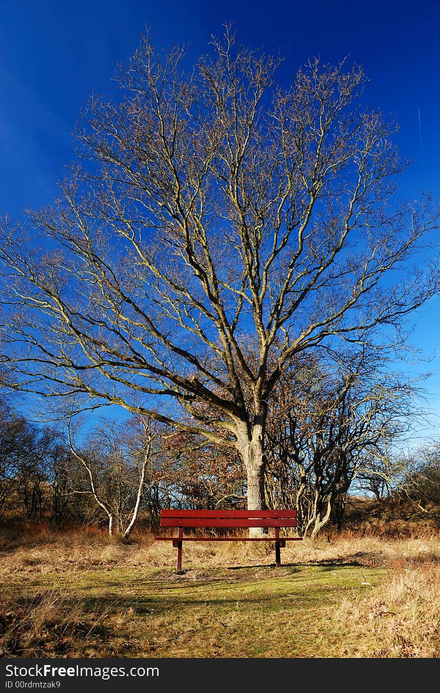 Tree in dunes with a bench